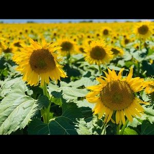 Meet your Posher, Ting